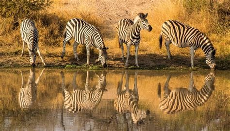 Kruger National Park Safari: Discover Wildlife Wonders