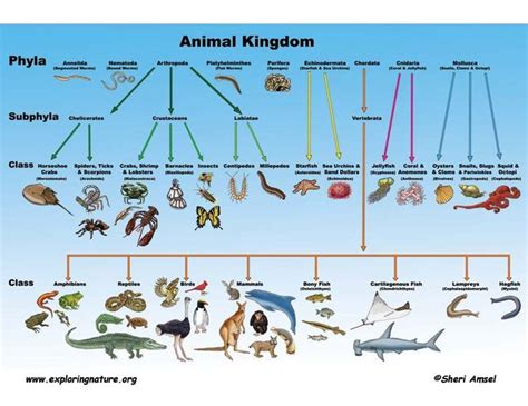 What age is Animal Kingdom for?