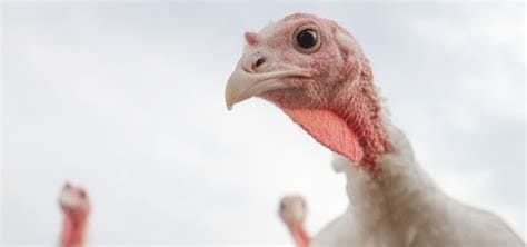 Why is Turkey so important to the US?