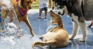 Are dog parks stressful?