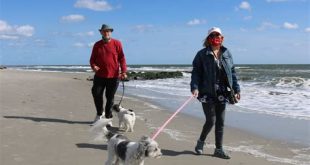 Are dogs allowed in Ocean Beach?