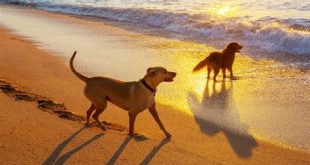 Are dogs allowed on the beach in Sunny Isles?