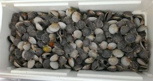Are scallops more expensive than lobster?