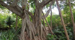 Are there banyan trees in Miami?