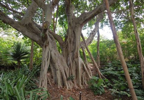 Are there banyan trees in Miami?