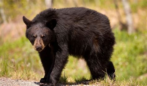 Are there bears in Miami?