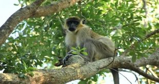 Are there wild monkeys in Miami?