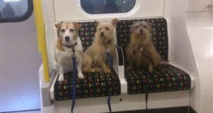 Can dogs go on the metro in Miami?