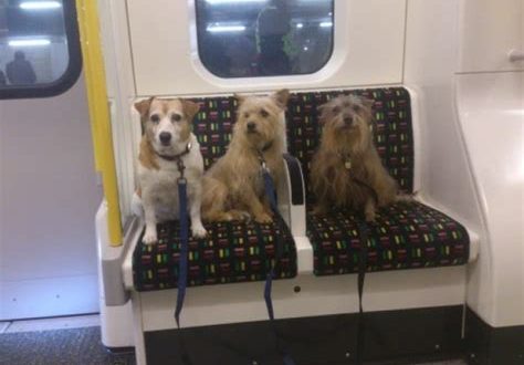 Can dogs go on the metro in Miami?