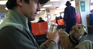 Can dogs go on the MTA ferry?