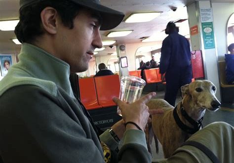 Can dogs go on the MTA ferry?
