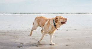 Can dogs go to Anna Maria beach?