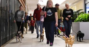 Can dogs go to Florida Mall?
