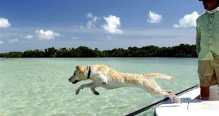 Can dogs go to Key West?