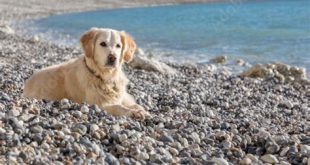 Can dogs go to Pebble Beach?
