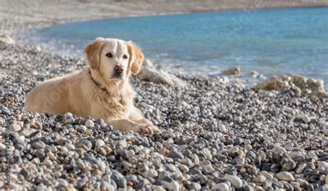 Can dogs go to Pebble Beach?