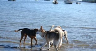Can dogs go to Rodeo Beach?