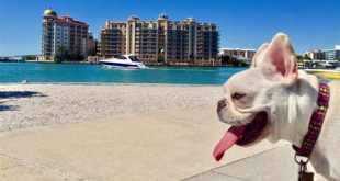 Can dogs go to Sarasota beach?