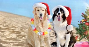 Can dogs go to Siesta Key?