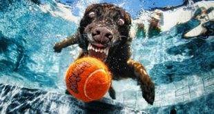 Can dogs go to the sea Zoo?