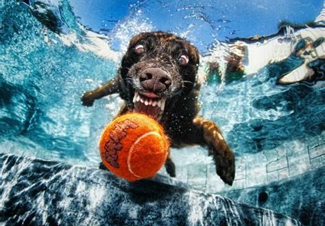 Can dogs go to the sea Zoo?