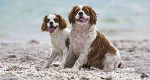 Can I bring my dog to Naples beach?