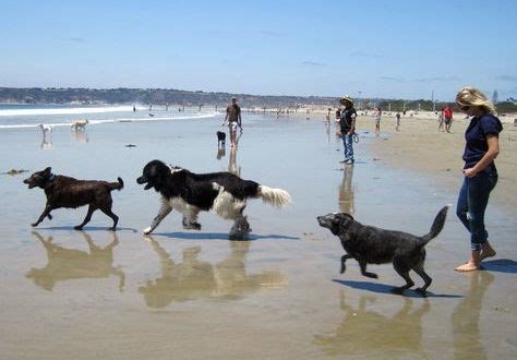 Can I bring my dog to Sand Key beach?