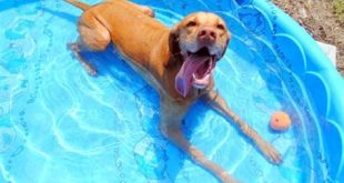 Can I put my dog in the pool?