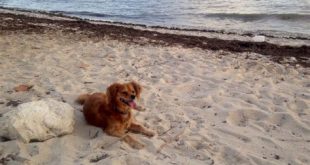 Can I take my dog to Key Biscayne?