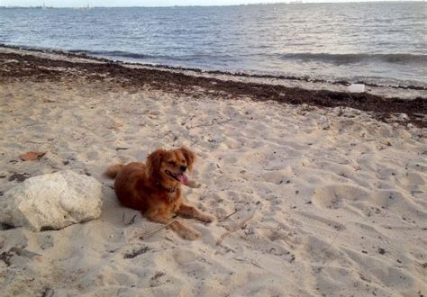 Can I take my dog to Key Biscayne?