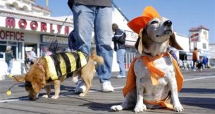 Can I take my dog to Ocean City Boardwalk?