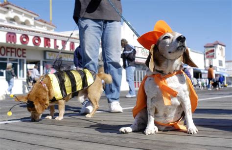 Can I take my dog to Ocean City Boardwalk?