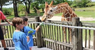 Can I take my dog to Zoo Miami?