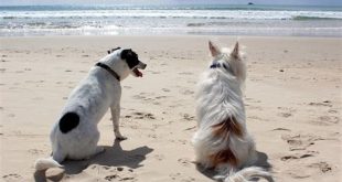 Can you bring dogs to Marco Island?