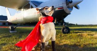 Can you fly with a dog in Florida?