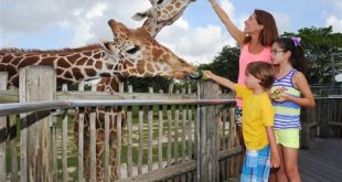 Can you hold animals at Miami Zoo?