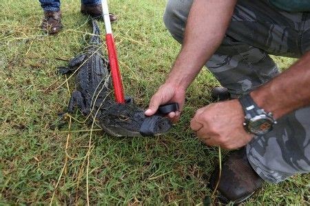 Can you keep a gators mouth closed?