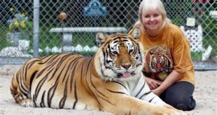 Can you pet tigers in Florida?
