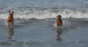 Can you take dogs to Morro Bay?