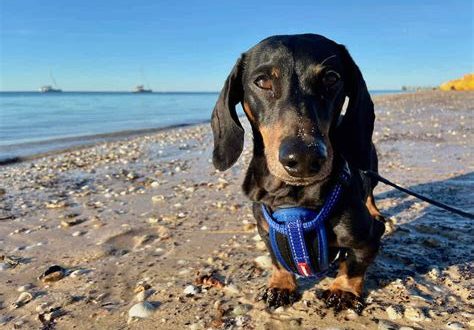 Can you take pets to Monkey Mia?