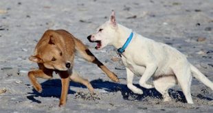 Do dogs fight at dog parks?