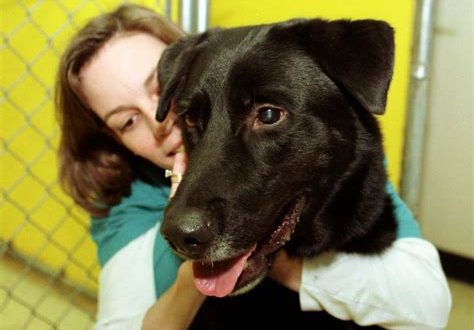 Do dogs like being hugged?
