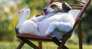 Do dogs need a day off?