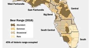 Does Florida have a bear problem?