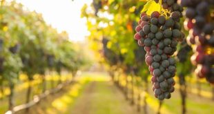 Does Florida have grape vineyards?