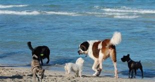 Does Fort Lauderdale beach allow dogs?