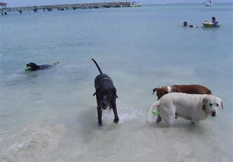 Does Key West have dog friendly beaches?