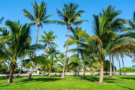 Does Miami have real palm trees?