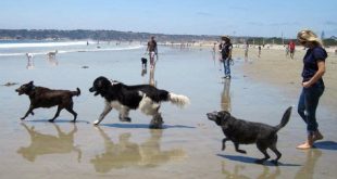 Does Sand Key allow dogs?