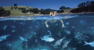 How deep is the water by Goat Island?